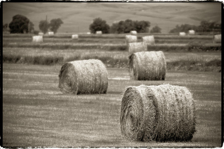 Black And White Photograph - Round Bales in the Field by John McArthur