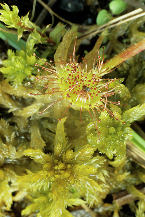 Round-leaved Sundew by Science Photo Library