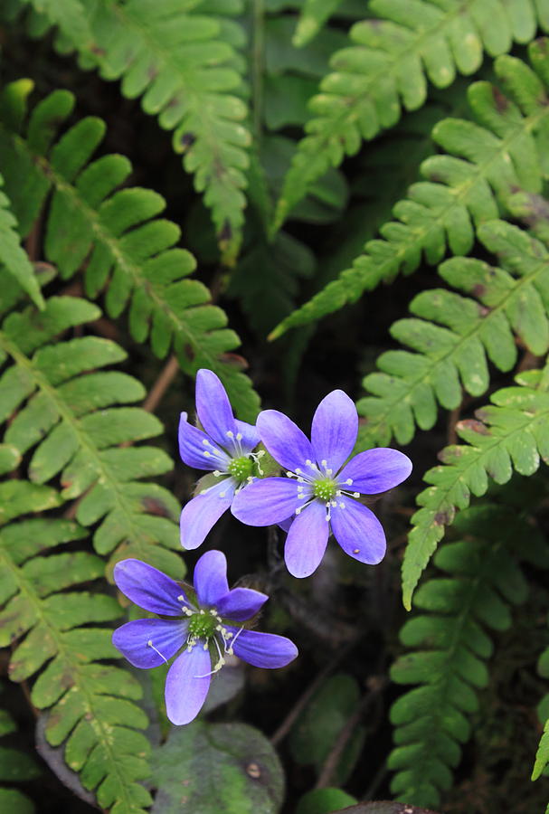 Round Lobed Hepatica Wildflower and Ferns Photograph by John Burk