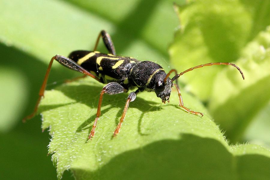 Round-necked Longhorn Beetle Photograph by Doris Potter