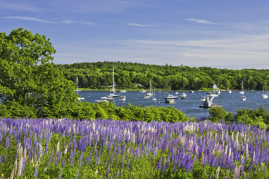 Boat Photograph - Round Pond Lupine Flowers on The Coast Of Maine by Keith Webber Jr