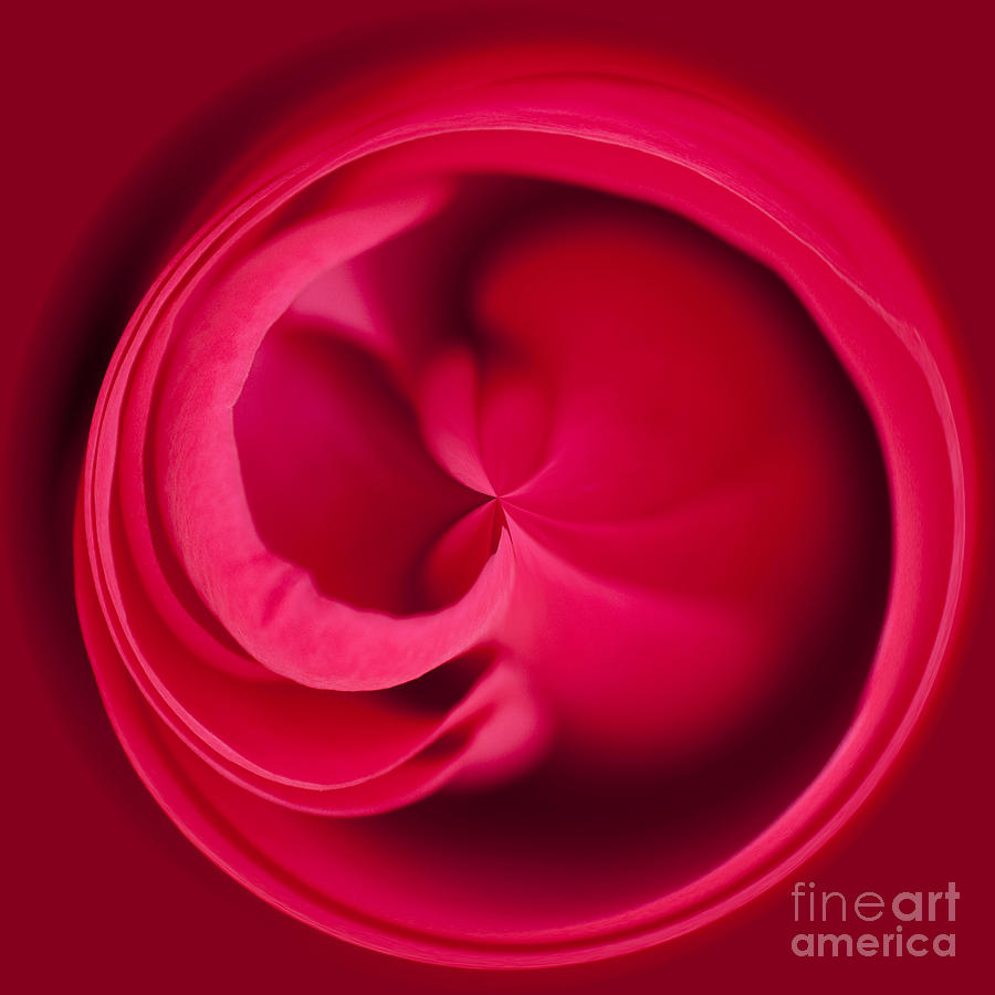 Up Movie Photograph - Round Rose by Anne Gilbert