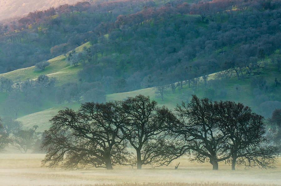 Round Valley Trees And Hills Photograph by Marc Crumpler
