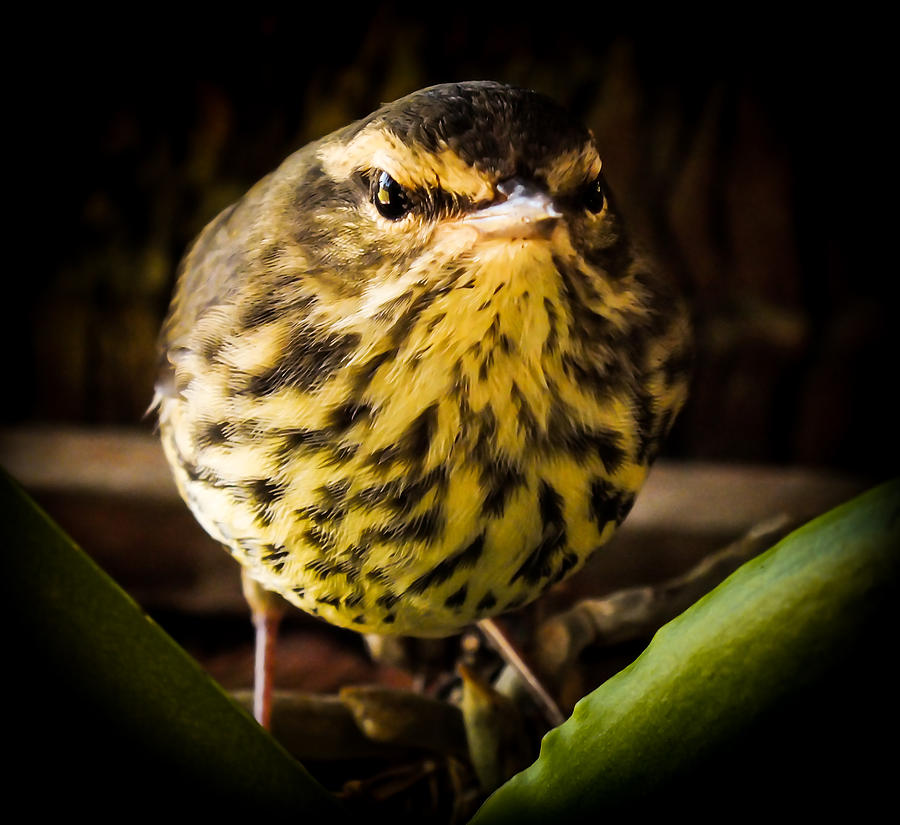 Warbler Photograph - Round Warbler by Karen Wiles