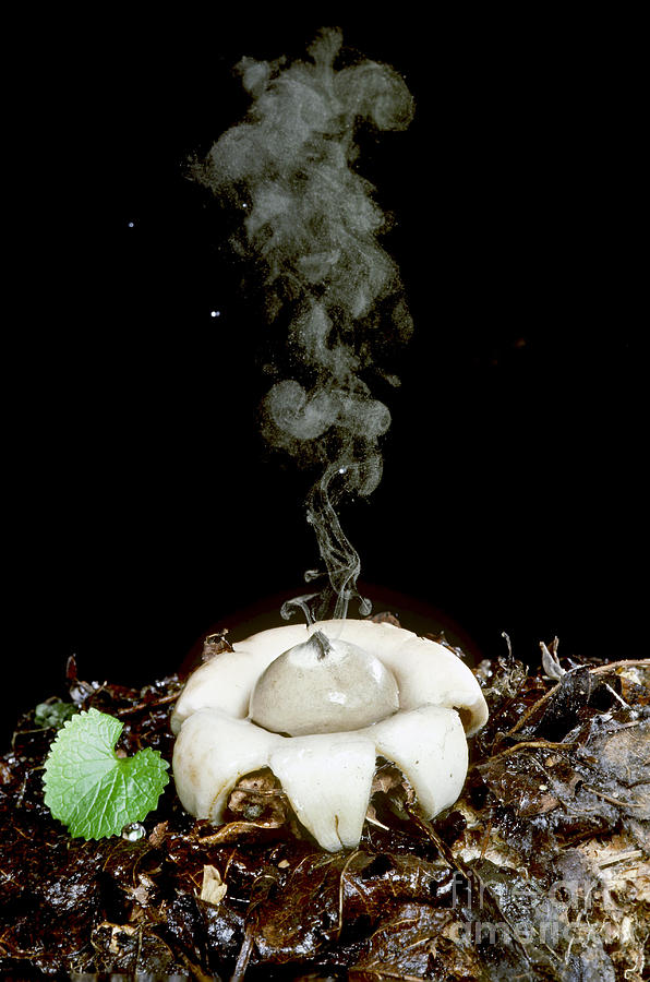 Mushroom Photograph - Rounded Earthstar by Jeffrey Lepore