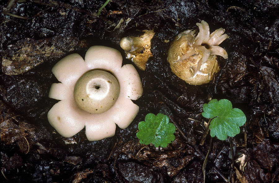 Rounded Earthstars Photograph by Jeffrey Lepore