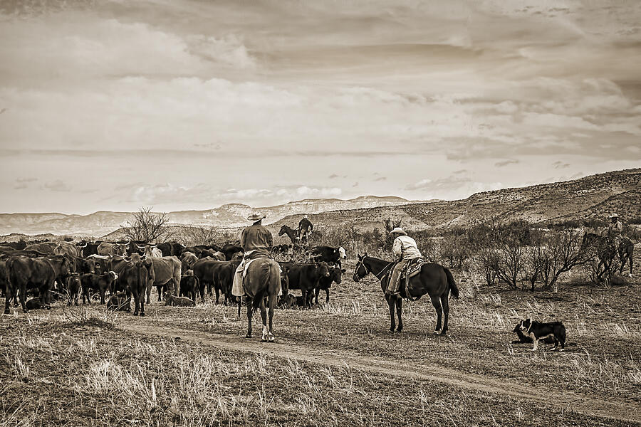 Rounding Up Cattle In Cornville Arizona sepia Photograph by Priscilla Burgers