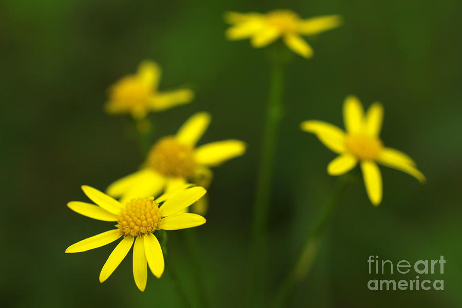 Roundleaf Ragwort in Spring macro in green forest Photograph by Adam Long
