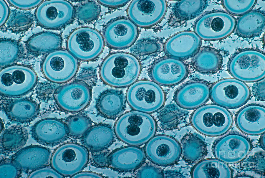 Animal Photograph - Roundworm Cells In Mitosis  Lm by Joseph F Gennaro Jr