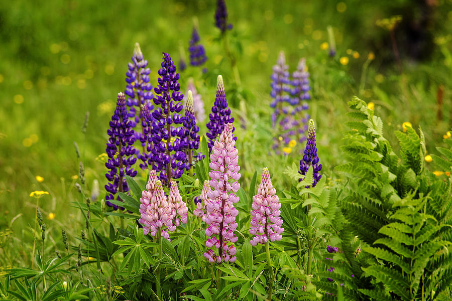 Route 9 Lupines Photograph by Tom Singleton