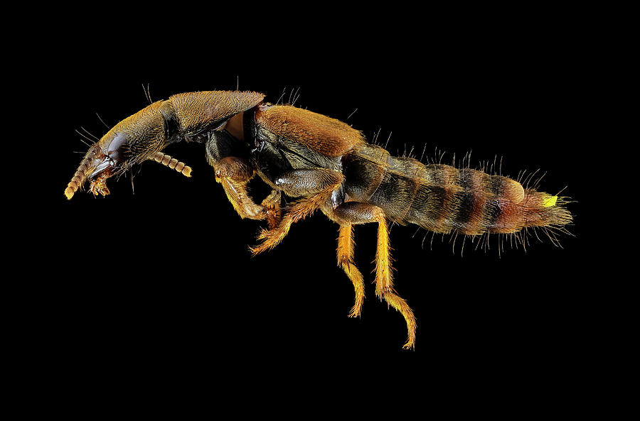 Rove Beetle Photograph by Us Geological Survey