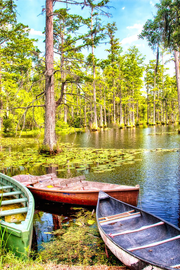 Tree Painting - Row Boats in a Cypress Swamp by Dan Carmichael