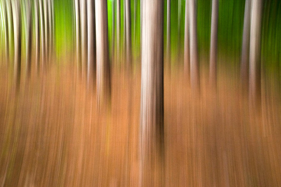 Row by Row. Streaky Trees Photograph by Rob Huntley