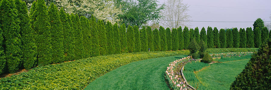 Nature Photograph - Row Of Arbor Vitae Trees In A Garden by Panoramic Images