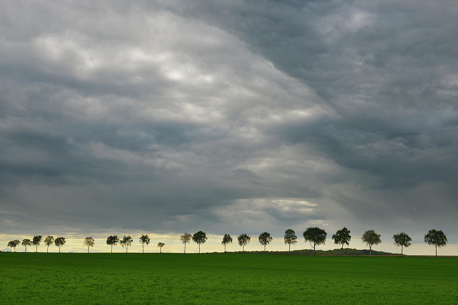 Row Of Birch Trees With Stormy Sky Photograph by Raimund Linke