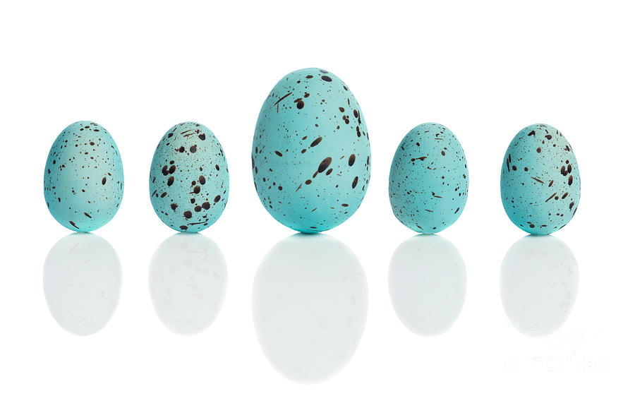 Egg Photograph - Row Of Blue Eggs by Amanda Elwell