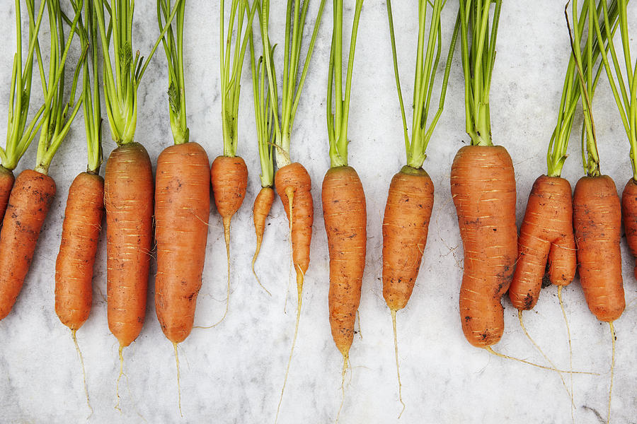 Row of carrots Photograph by Johner Images