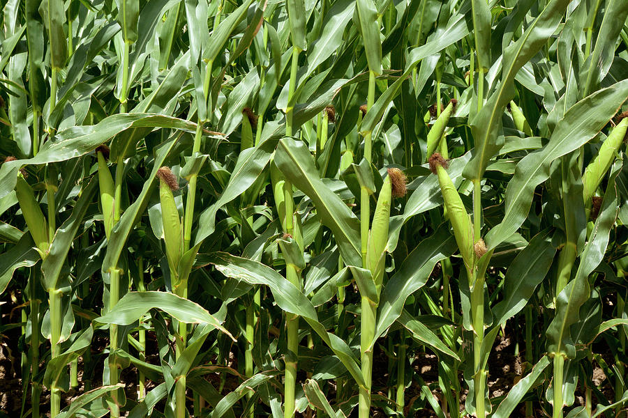 Row Of Corn Stalks With Ears Near Photograph by Timothy Hearsum