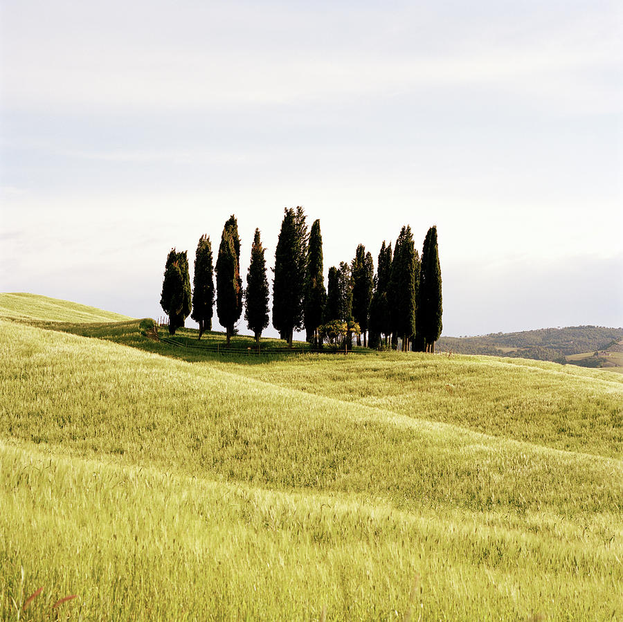 Row Of Cypress Trees In A Field Photograph by Gary Yeowell