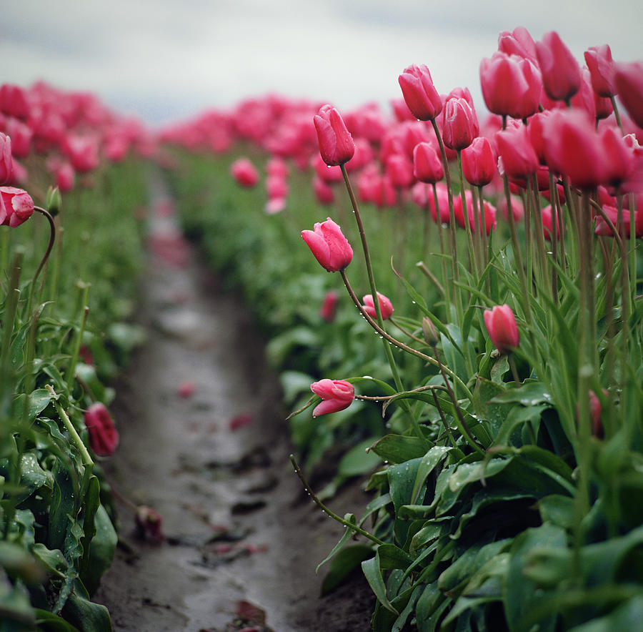 Row Of Pink Tulips In The Rain Photograph by Danielle D. Hughson
