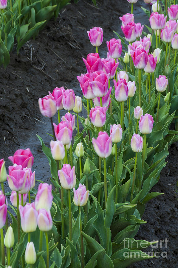 Flowers Still Life Photograph - Row of Pink Tulips by M J