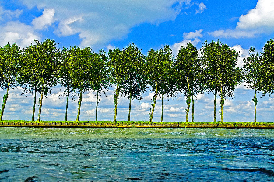 Row of Poplars Photograph by Dennis Cox
