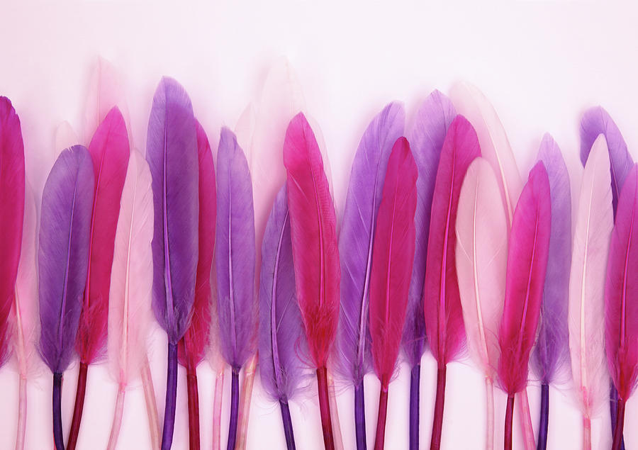 Row Of Soft Pastel Coloured Feathers Photograph by Rosemary Calvert