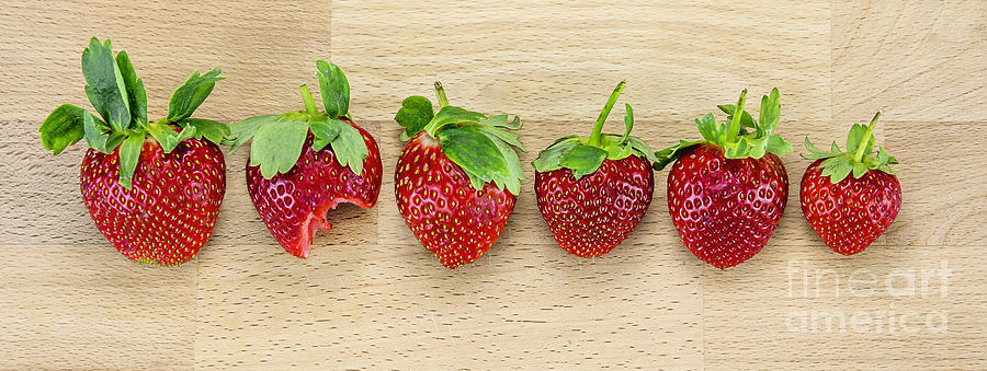 Candy Photograph - Row of Strawberries  by Svetlana Sewell