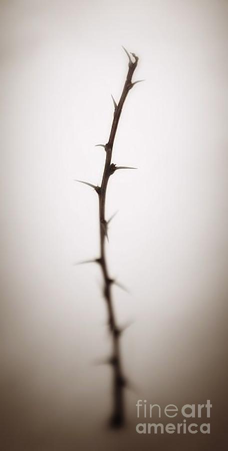 Thorn Bush Photograph - Row Of Thorns by Chet B Simpson