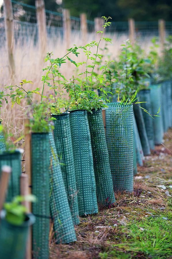 Row Of Tree Saplings Photograph by Photofusion, Universal Images Group/science Photo Library