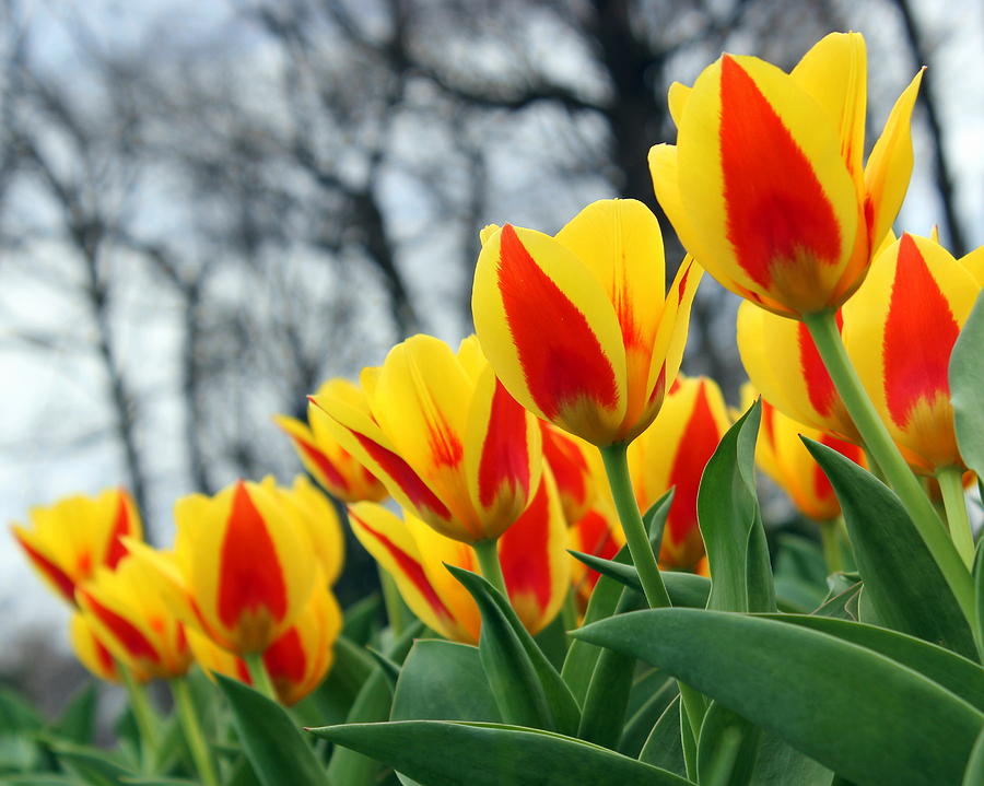 Row Of Tulips Photograph by Joseph Skompski