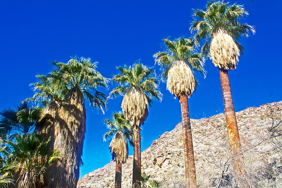 Landscape Photograph - Row of Washington Fan Palms along Fern Trail in Indian Canyons near Palm Springs-California  by Ruth Hager