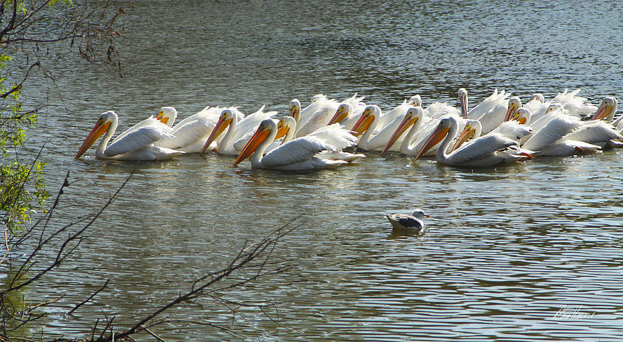 Row of White Pelicans Photograph by Diana Haronis