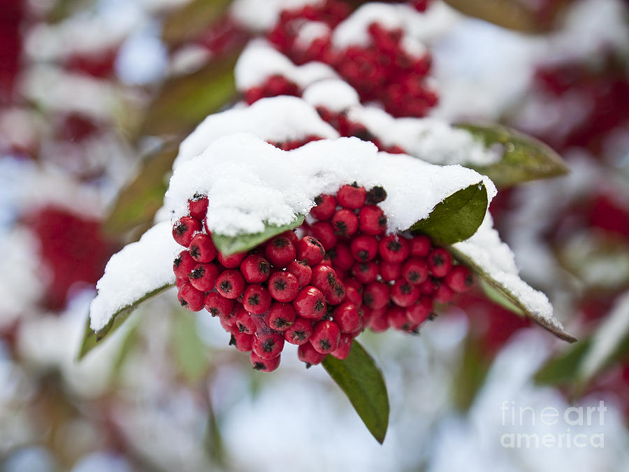 Rowan berries under snow Photograph by Liz Leyden