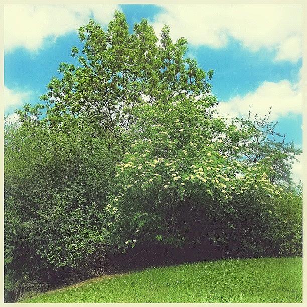 Spring Photograph - #rowan #tree #flowers... #spring by Linandara Linandara