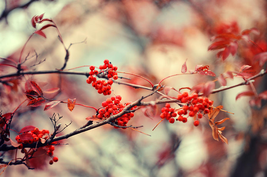 Nature Photograph - Rowan Tree with Berries by Jenny Rainbow