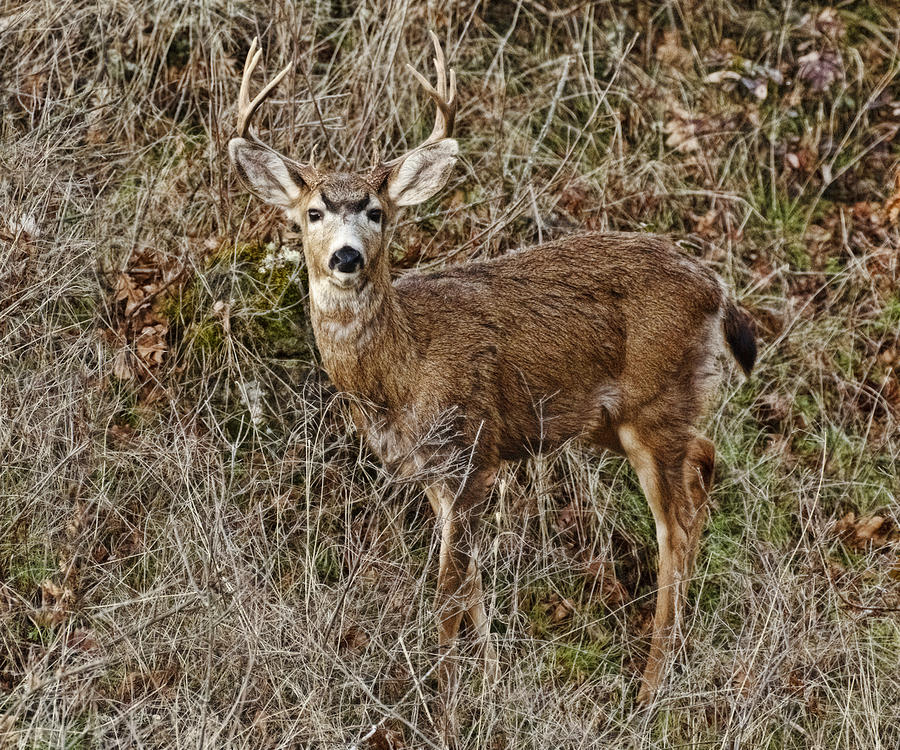 Roweena Oregon Buck Photograph by Wes and Dotty Weber