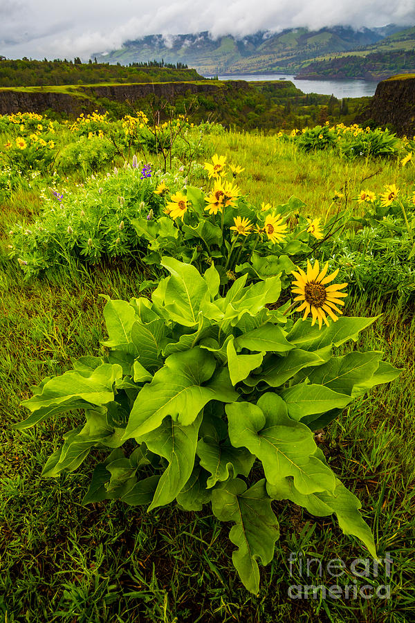Rowena Crest Balsamroot - Columbia River Gorge - Oregon Photograph by Gary Whitton