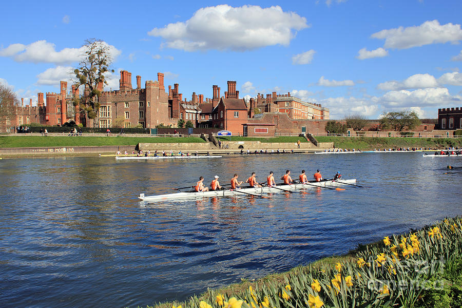 Rowing on the Thames at Hampton Court Photograph by Julia Gavin