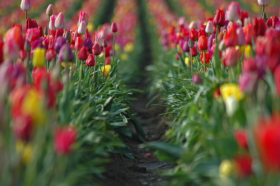 Rows And Rows Of Beauties Photograph by Nick Boren
