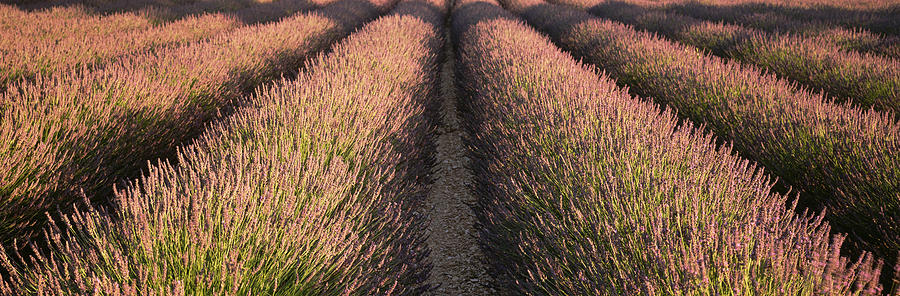 Up Movie Photograph - Rows Lavender Field, Pays De Sault by Panoramic Images
