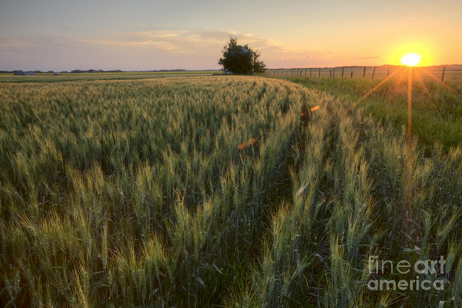Rows of Barley at Sunset Photograph by Dan Jurak