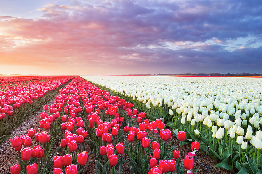 Rows Of Colourful Tulips At Sunrise In Photograph by Sara winter