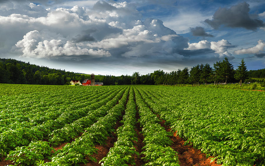 Rows Of Crops In A Potato Field Prince Photograph by Richard Desmarais