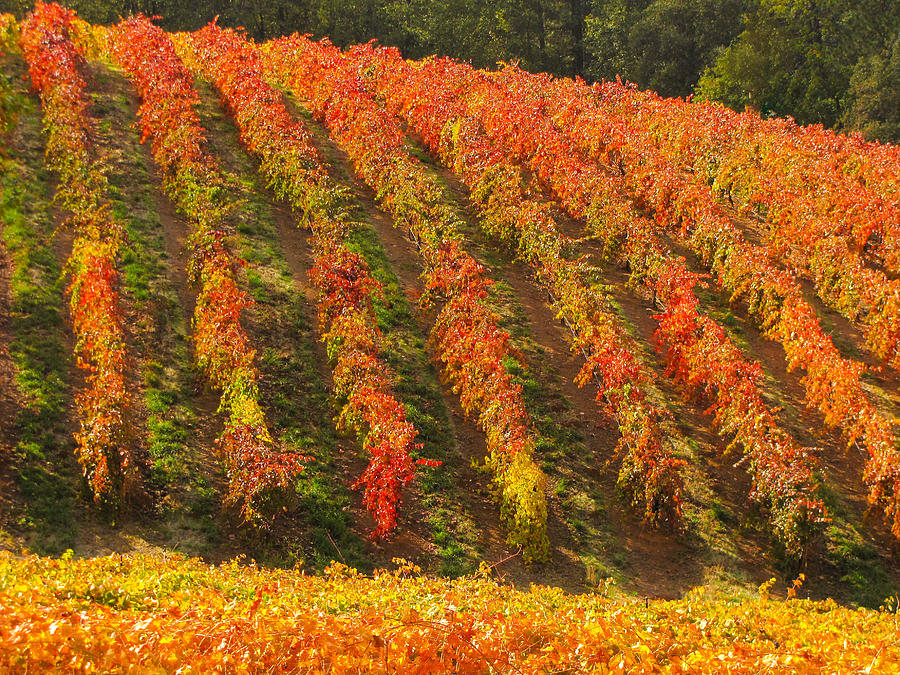 Autumn Vineyard in Gold Country Photograph by Leslie Wells