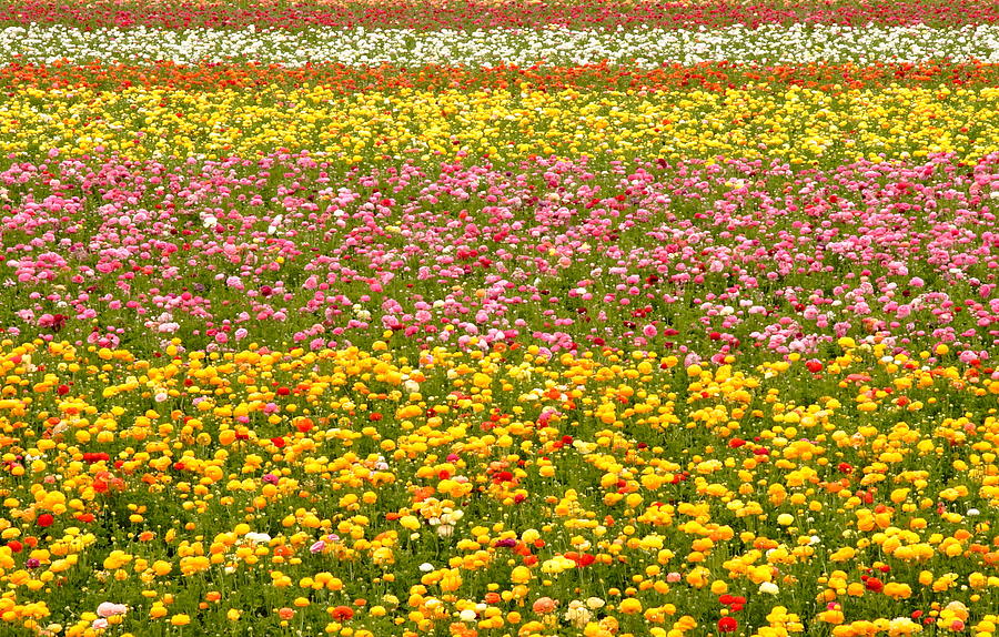 Rows Of Flowers 2 Photograph by Christopher Rumar