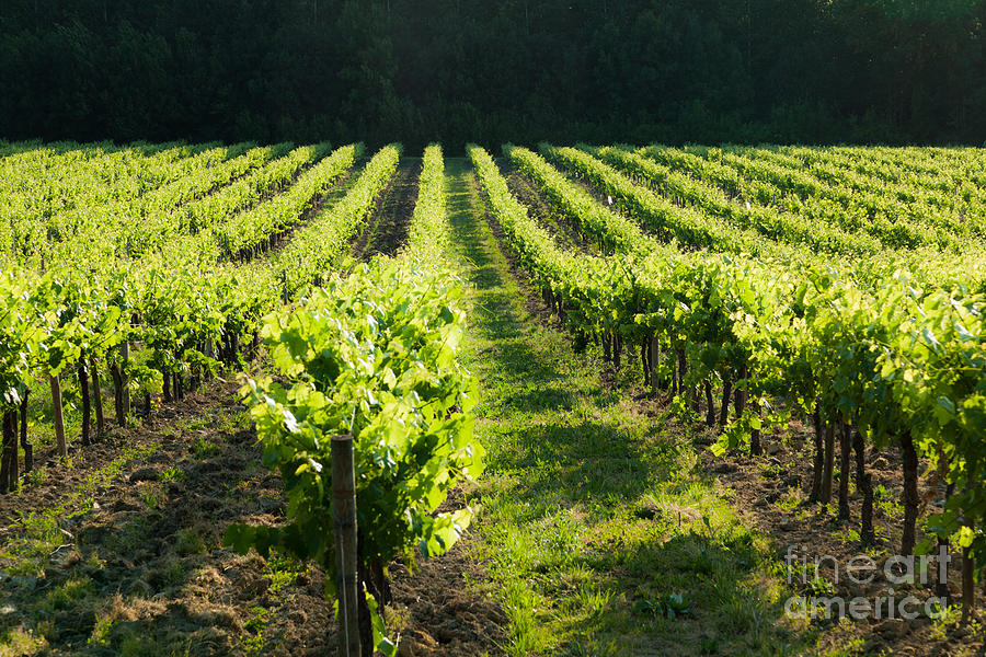 Rows of grape vines perspective Photograph by Peter Noyce