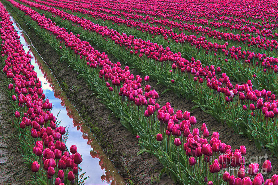 Rows of Kung Fu Tulips Photograph by Mark Kiver
