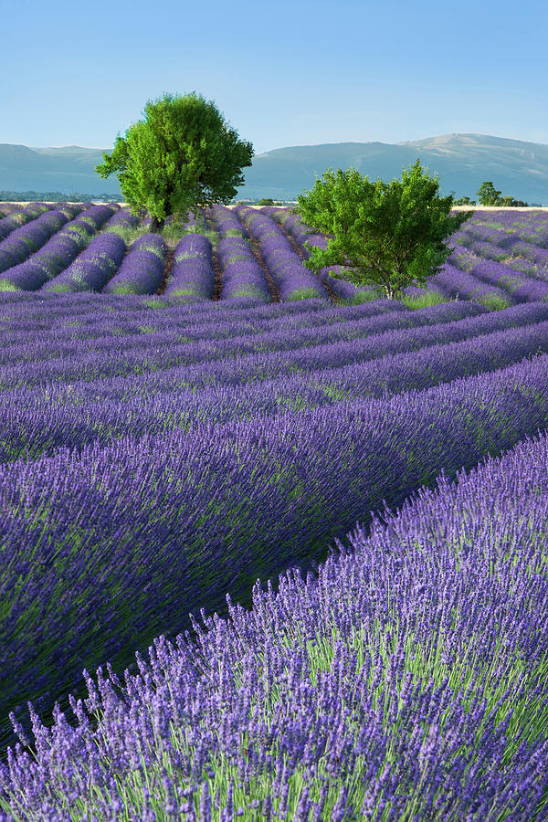 Rows Of Lavender Along Valensole Photograph by Danita Delimont