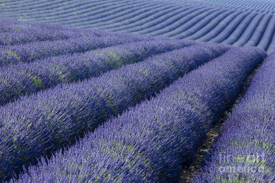 Rows of Lavender Photograph by Brian Jannsen